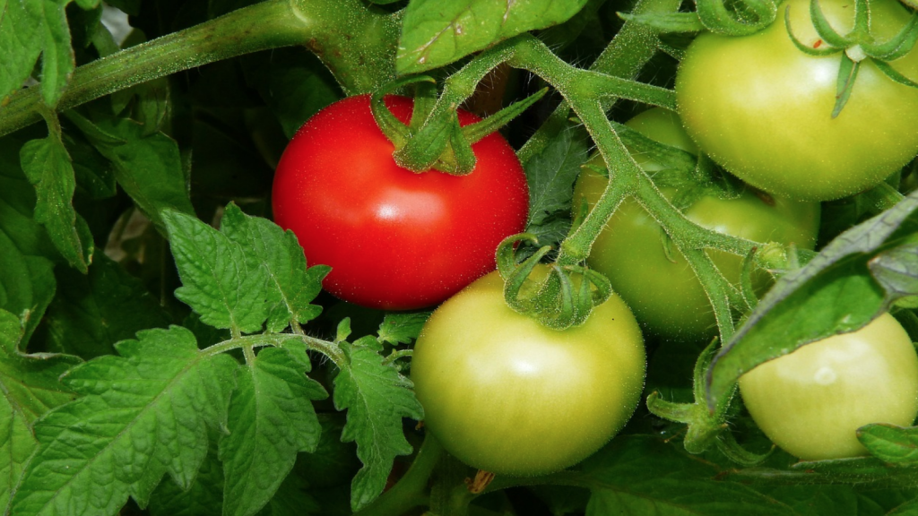 Tomato Farming