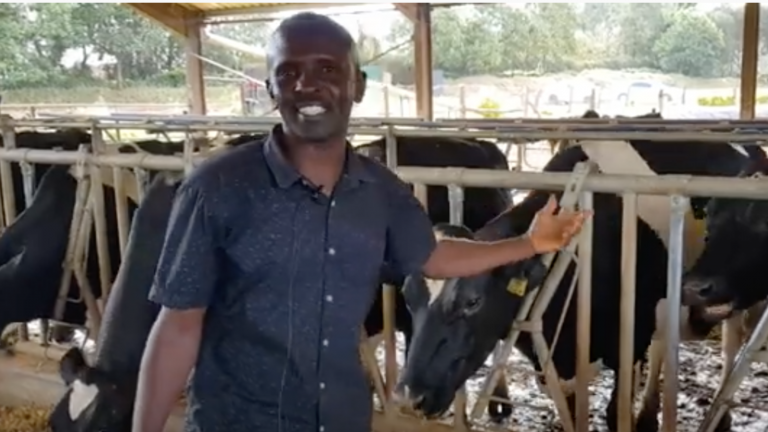 Dairy Farming in Kenya