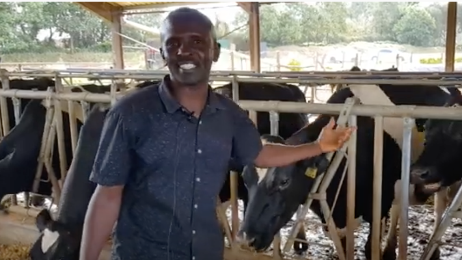 Dairy Farming in Kenya Agri Innovation Hub