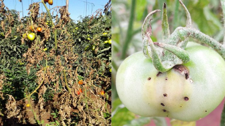 Tomato Farming, Diseases Management