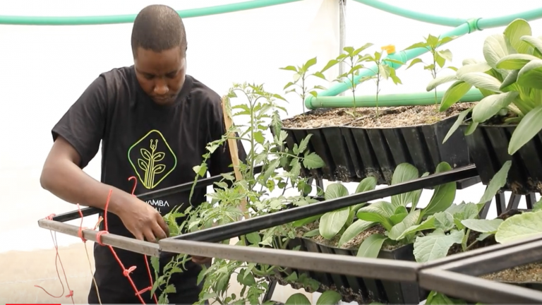 Vertical Garden Farming