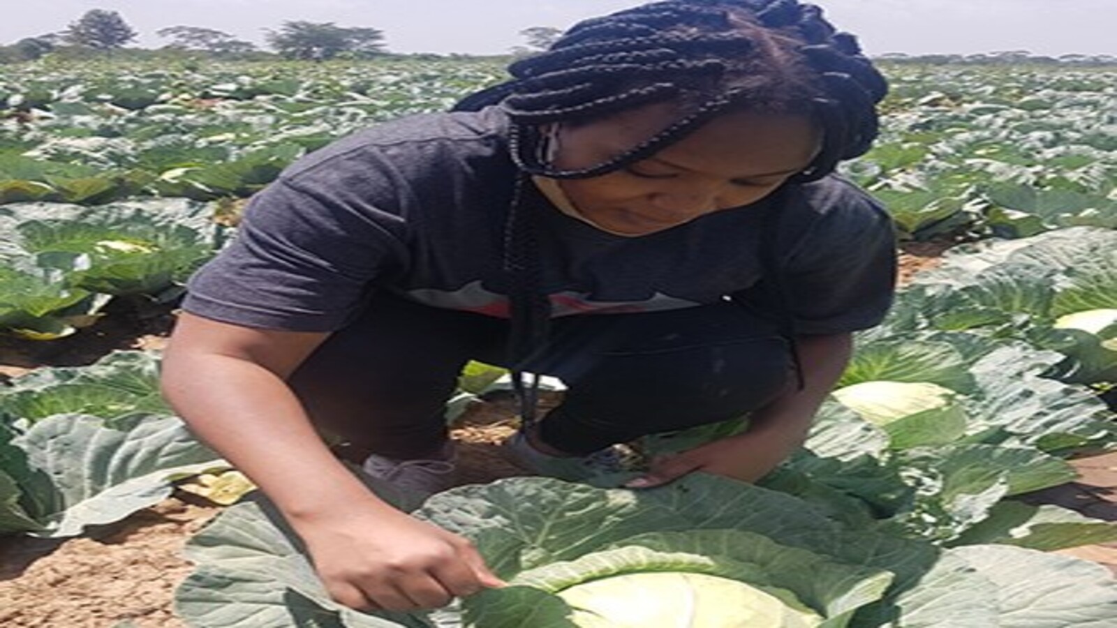 Secrets of Cabbage Farming in Kenya Agri Innovation Hub