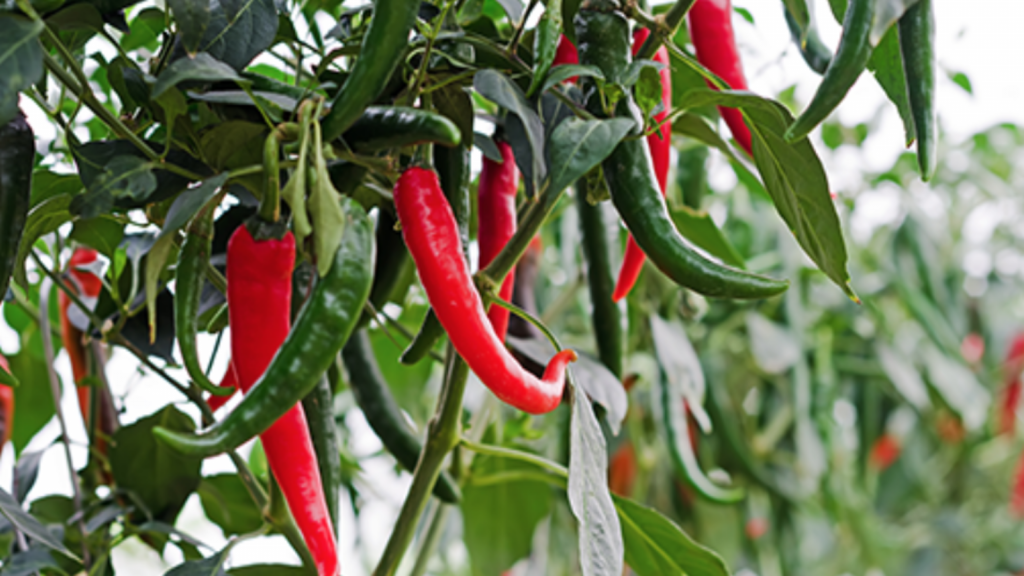 Chili Pepper Farming