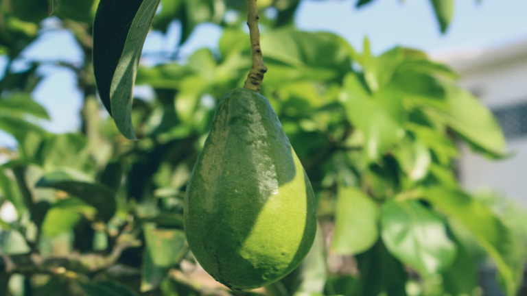 Avocado Farming, the Green Gold