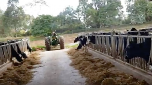 Dairy farming in Kenya