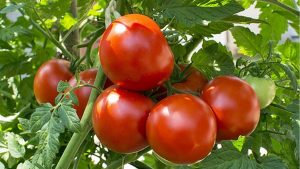 Arka Abhijit Tomato Variety