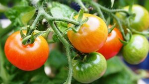 Arka Meghali Tomato Variety