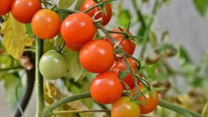 Arka Shretha Tomato Variety