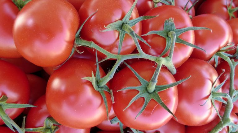 Arkansas Traveler Tomato Variety