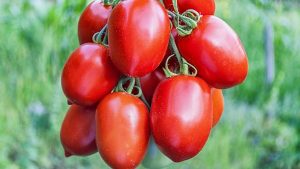 Tomato Variety in India