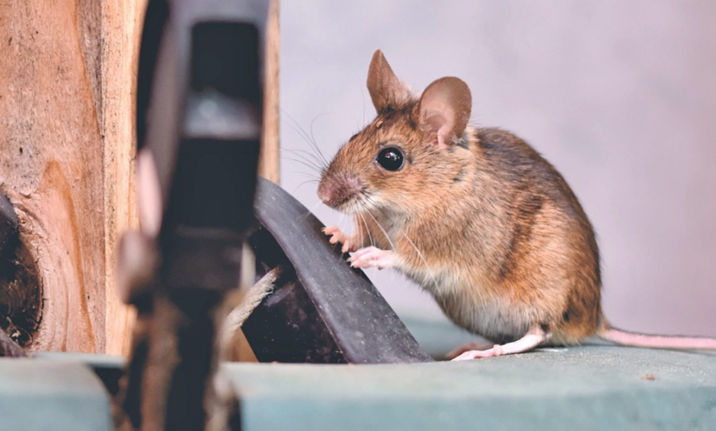 Best Mouse Trap Bait - Paragon Pest Management