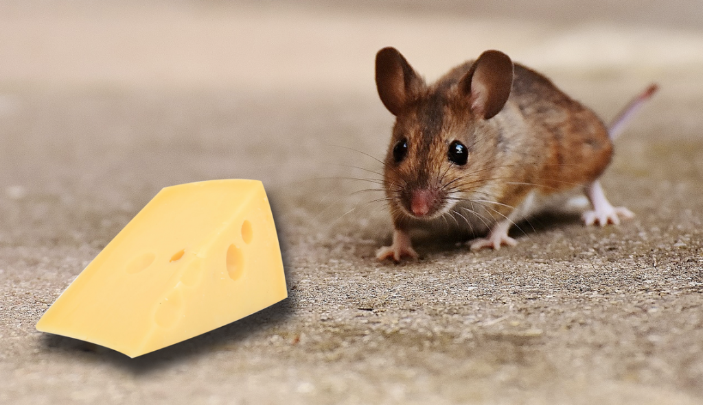 Cheese as a mouse trap bait