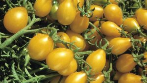 Yellow Pear Tomato Variety