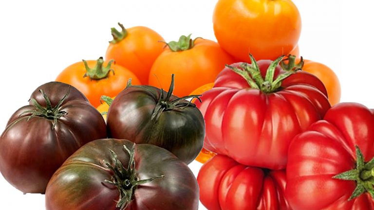 35 best tomato varieties to grow in USA