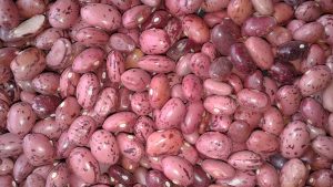 Chelalang Bean Variety