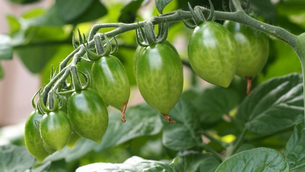 Best Tomato to grow in Ireland 2023