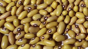 Yellow Bean Variety