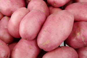Dutch Robijn potato variety