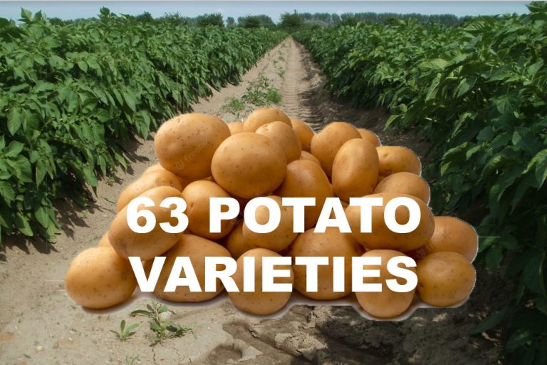 63 Best potato varieties in Kenya 2022