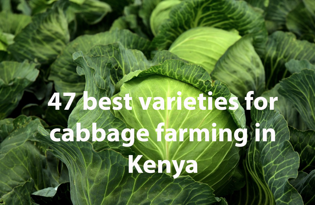 47 best varieties for cabbage farming in Kenya