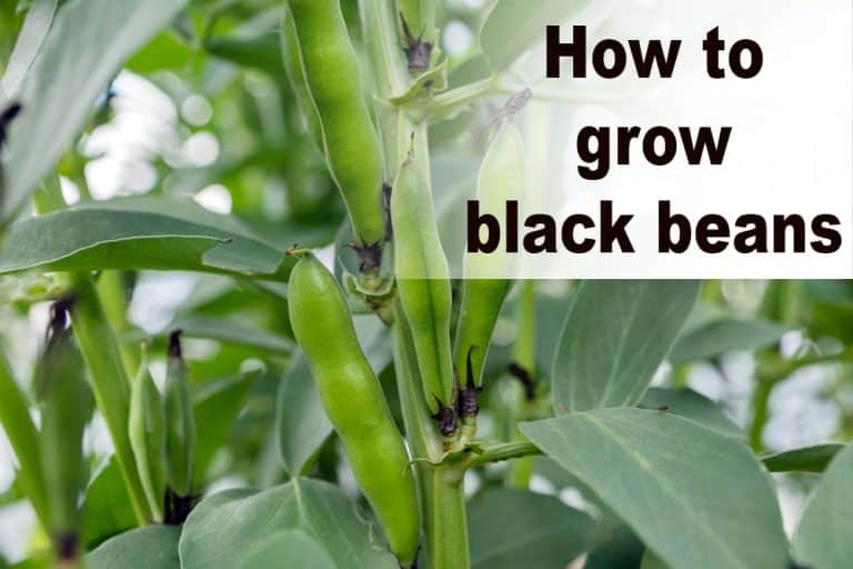 How to grow black beans 