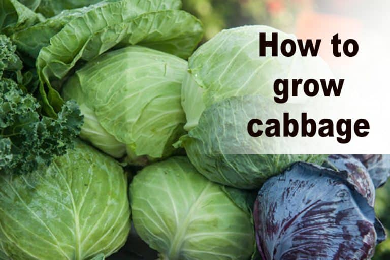 How to grow cabbages