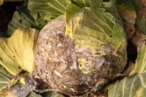 Ring rot disease in cabbages Agri Innovation Hub.