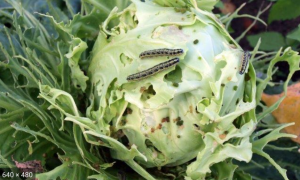 Cutworms in Cabbages
