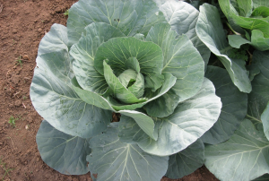 Victoria F1, Cabbage Variety Agri Innovation Hub