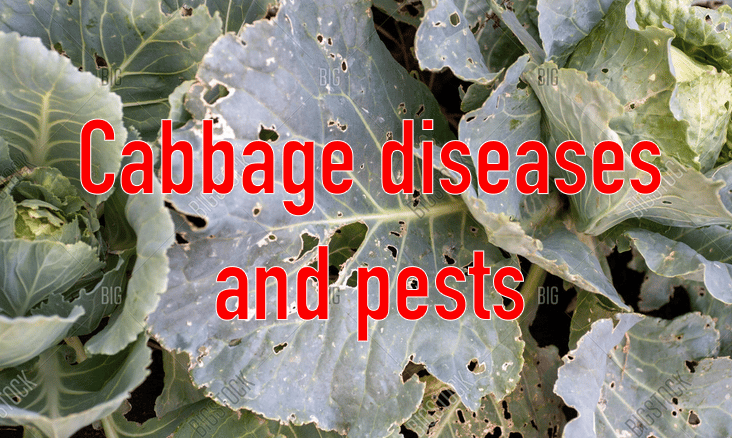 Cabbage farming in Kenya, diseases and pests