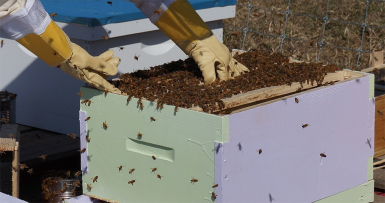 What is bee farming