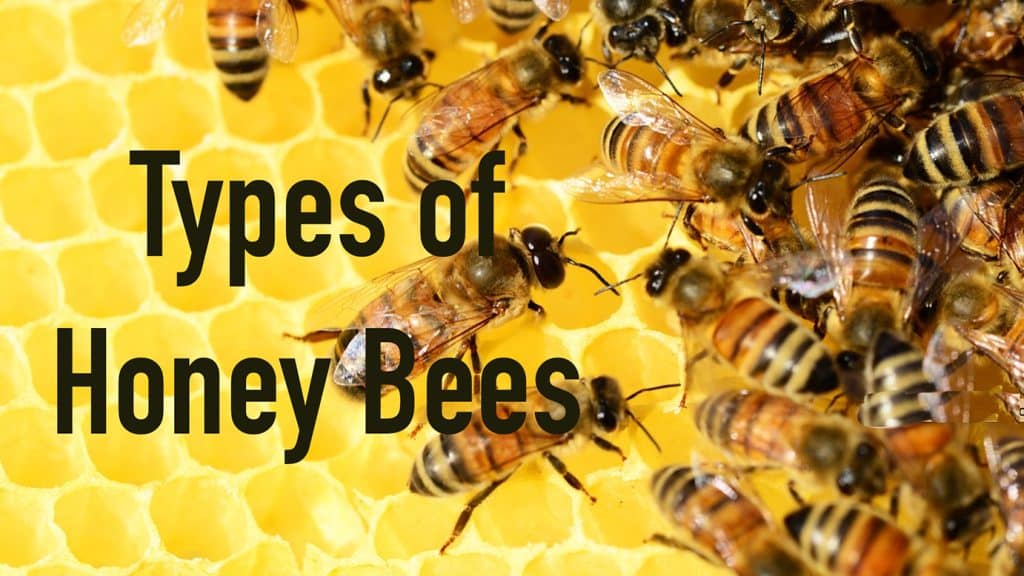 different types of honey bees