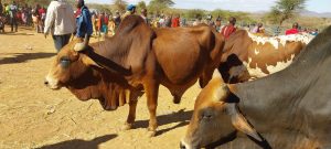 Subsistence Farming and livestock farming