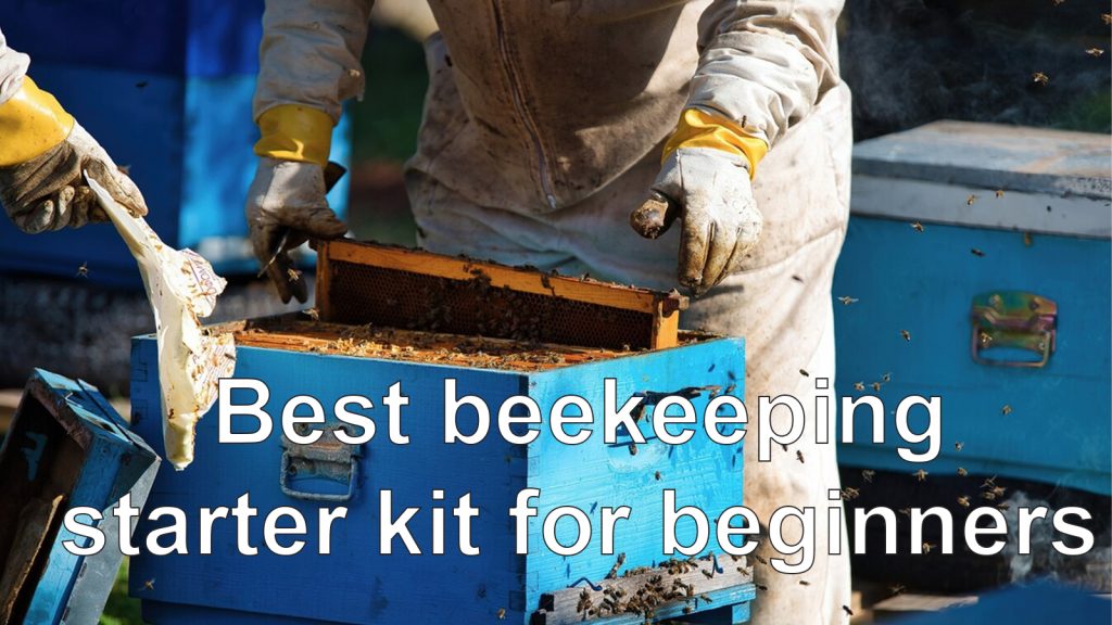 Best beekeeping starter kit for beginners