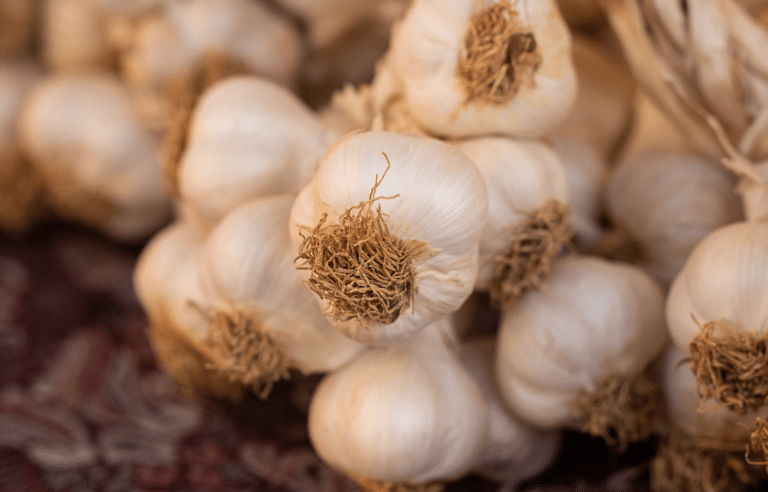 Garlic Farming