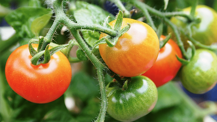 Best Tomato Varieties