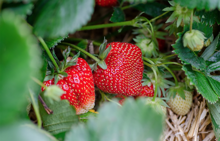 Strawberry Farming