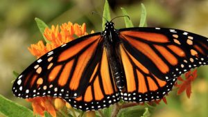 16 Types of Orange Butterflies
