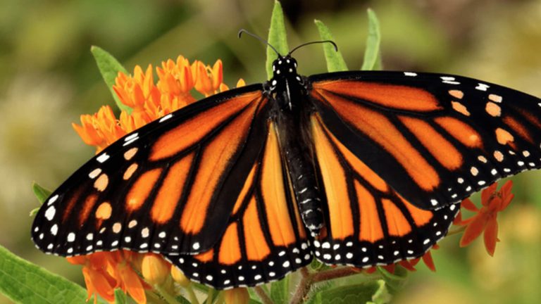 Orange Butterfly