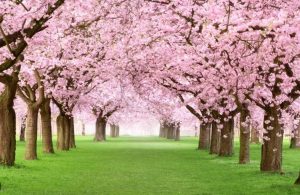 Cherry Blossom Tree 10 Best Pink Flower Trees