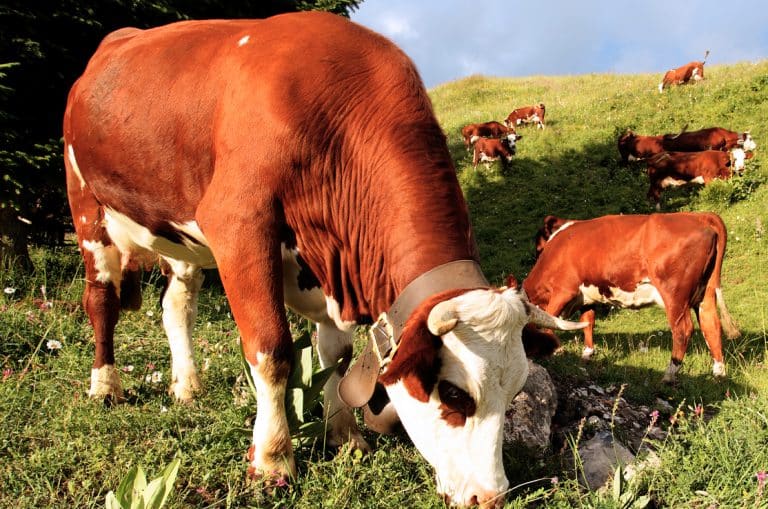 Chianina Cattle