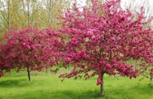 Crabapple Tree, 10 Best Pink Flower Trees