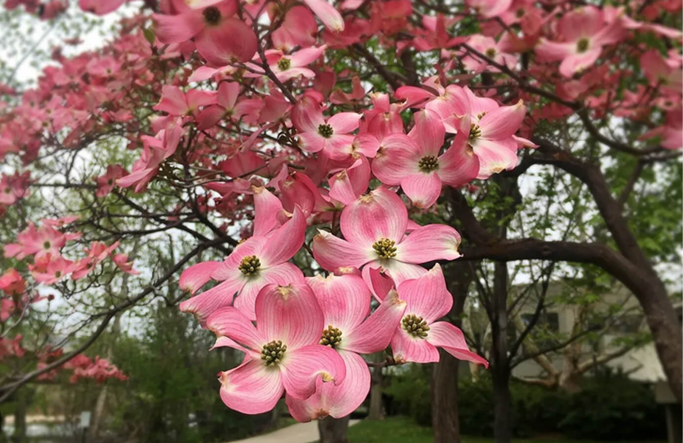 10 Best Pink Flower Trees - Agri Innovation Hub