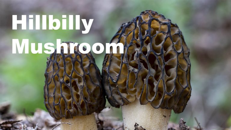 Hillbilly Mushroom