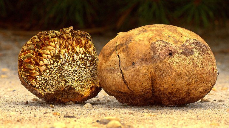 How to Grow Truffle, The Black Gold