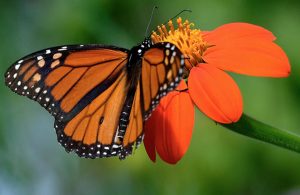 Mexican Sunflower Butterfly