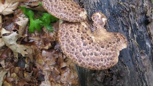 Missouri Mushrooms