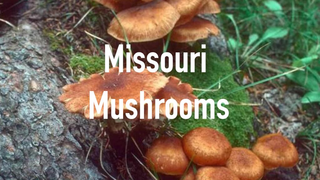Missouri Mushrooms