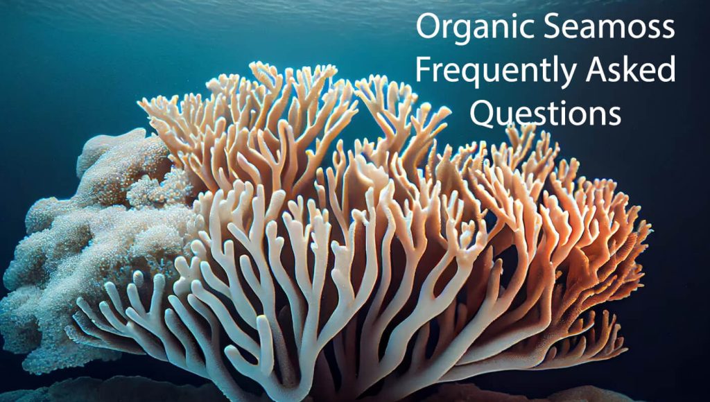Organic Seamoss Frequently Asked Questions