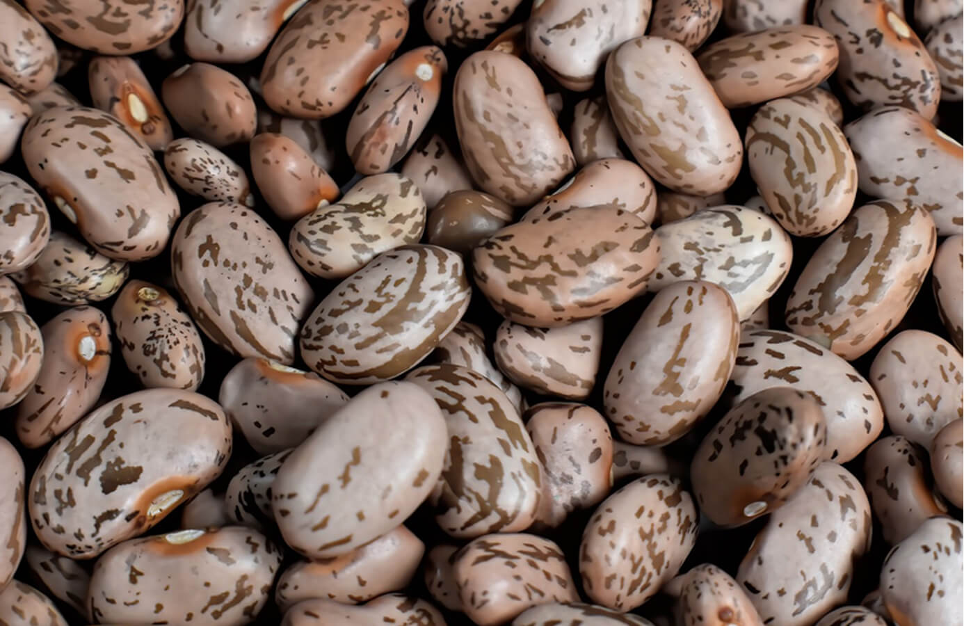 Pinto vs Black Beans Agri Innovation Hub